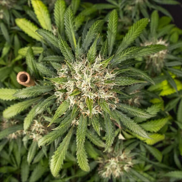 Cookies Gelato Automatic 3 seeds (Royal Queen Seeds)