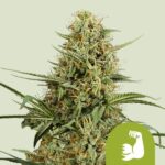 HulkBerry Automatic 3 seeds (Royal Queen Seeds)