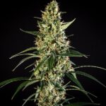 HulkBerry Automatic 3 seeds (Royal Queen Seeds)