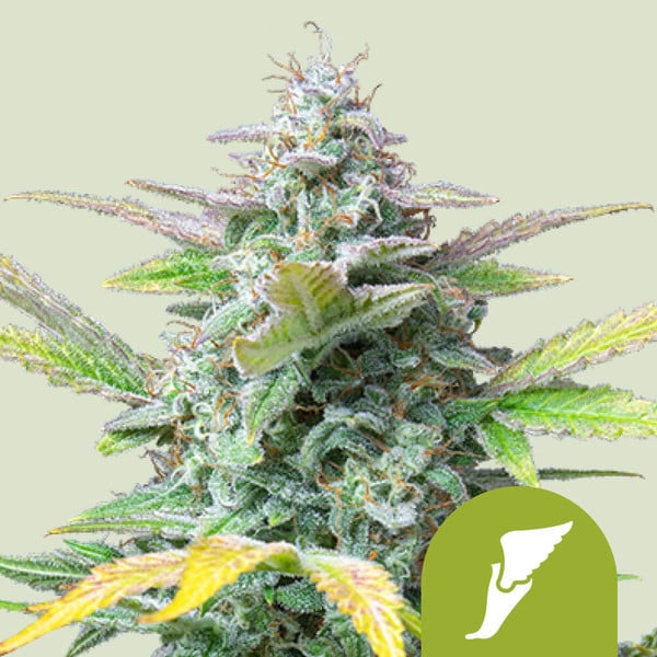 Quick One Automatic 3 seeds (Royal Queen Seeds)