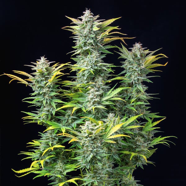 Quick One Automatic 3 seeds (Royal Queen Seeds)