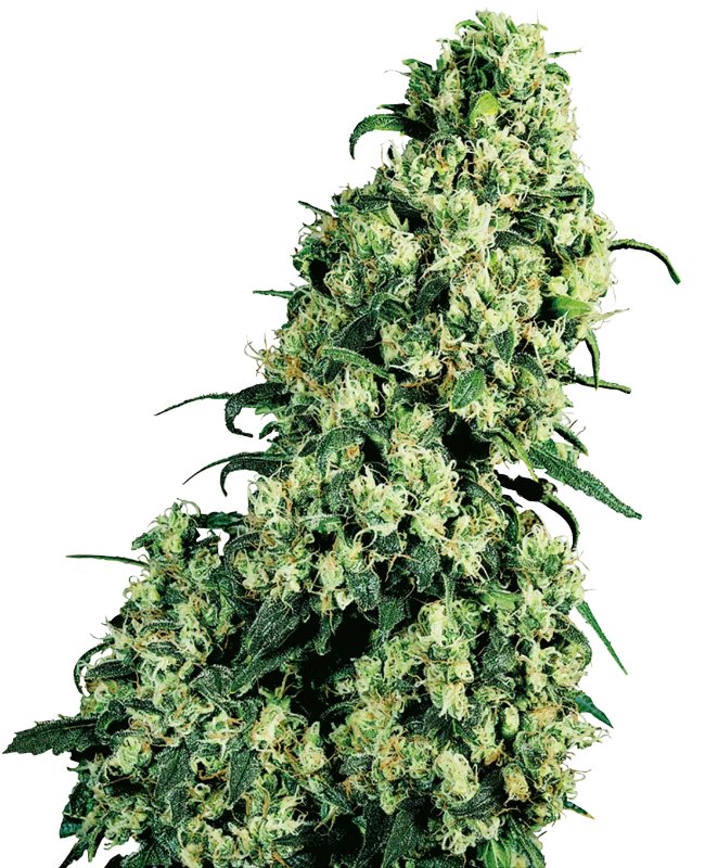 Skunk #1 Feminized 5 seeds (Sensi Seeds)