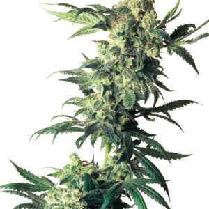 Northern Lights Feminized (Sensi Seeds)