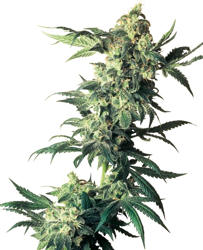Northern Lights Feminized (Sensi Seeds)