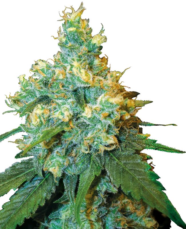 Jack Herer Feminized 5 seeds (Sensi Seeds)