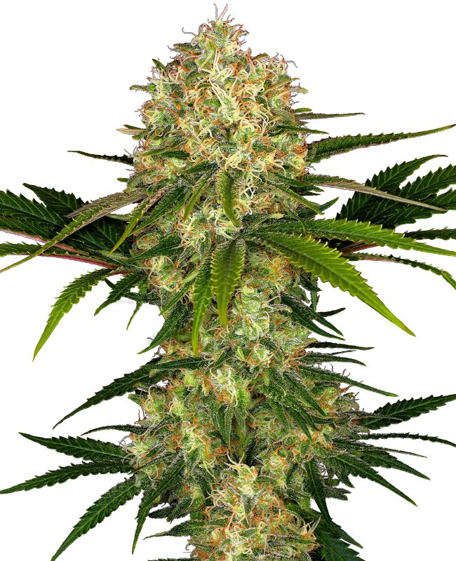 Afghani #1 Feminized (Sensi Seeds)