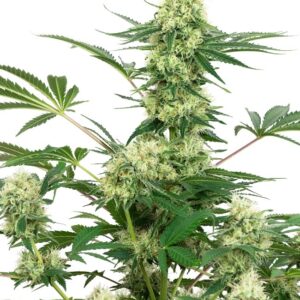 Wedding Cheesecake Feminized (White Label Seeds)