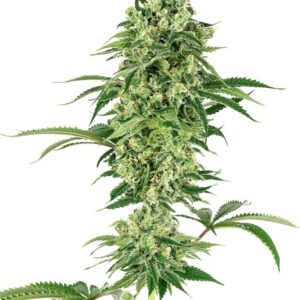 White Label Seeds Nicole Hindu Kush Feminzed weed seeds, pack of 1.