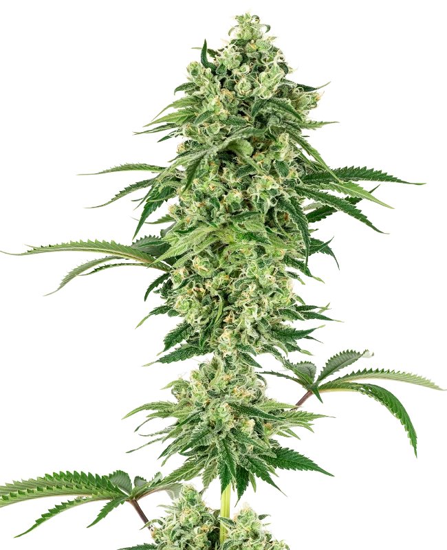 Nicole Hindu Kush Feminized (White Label Seeds)