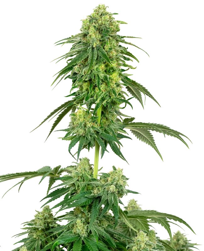 Strawberry Kush Feminzed (White Label Seeds)