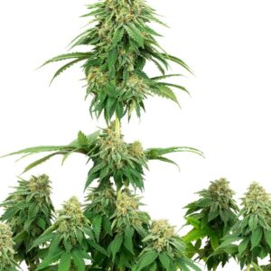 Girl Scout Cookies Feminized (White Label Seeds)