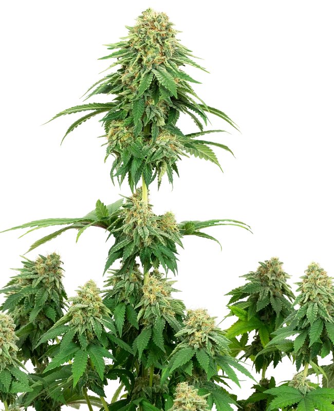 Girl Scout Cookies Feminized (White Label Seeds)