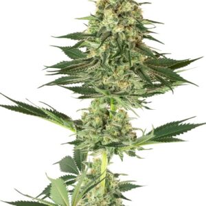 Banana Kush Feminized (White Label Seeds)