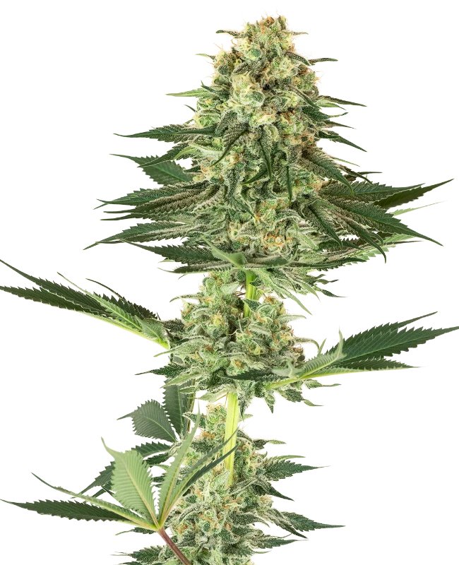Banana Kush Feminized (White Label Seeds)