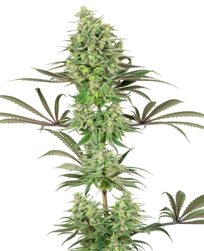Double Banana Kush Feminized (White Label Seeds)