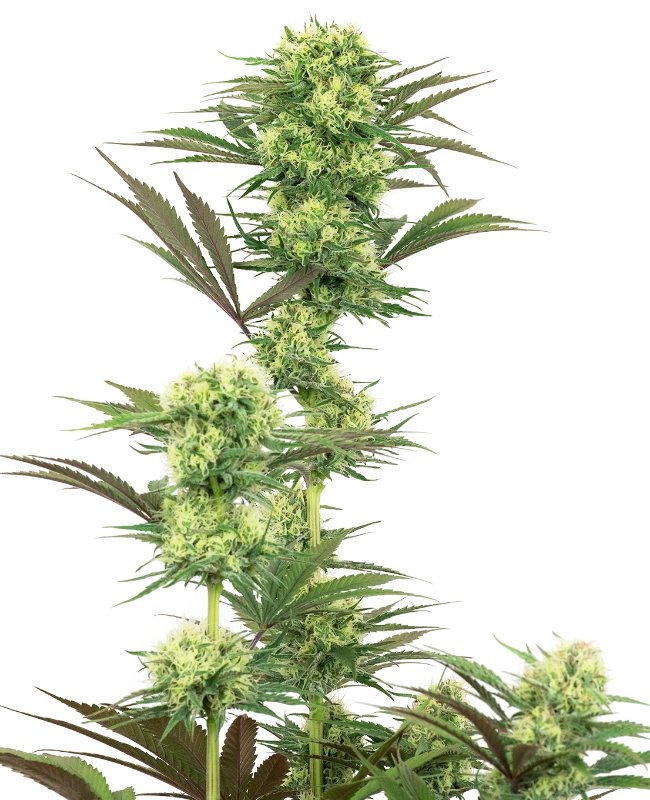 Guava Jelly Feminized (White Label Seeds)
