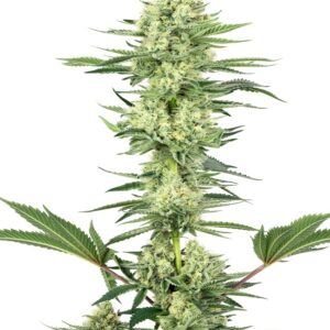 White Label Seeds White Gorilla Haze feminized cannabis seeds in a 1-seed pack.