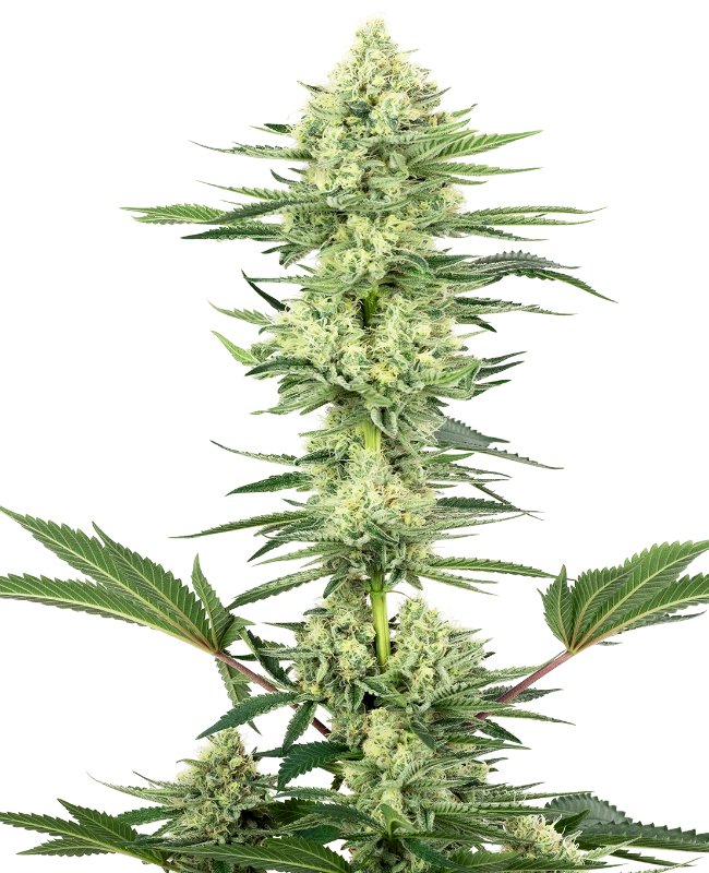 White Gorilla Haze Feminized (White Label Seeds)
