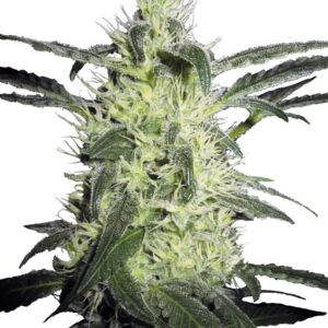 Silver Haze Feminized (Sensi Seeds)