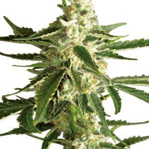 White Diesel Haze Automatic (White Label)