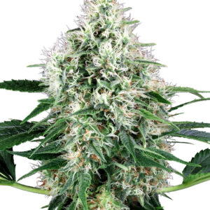 Pure Power Plant Automatic (White Label) 5 seeds