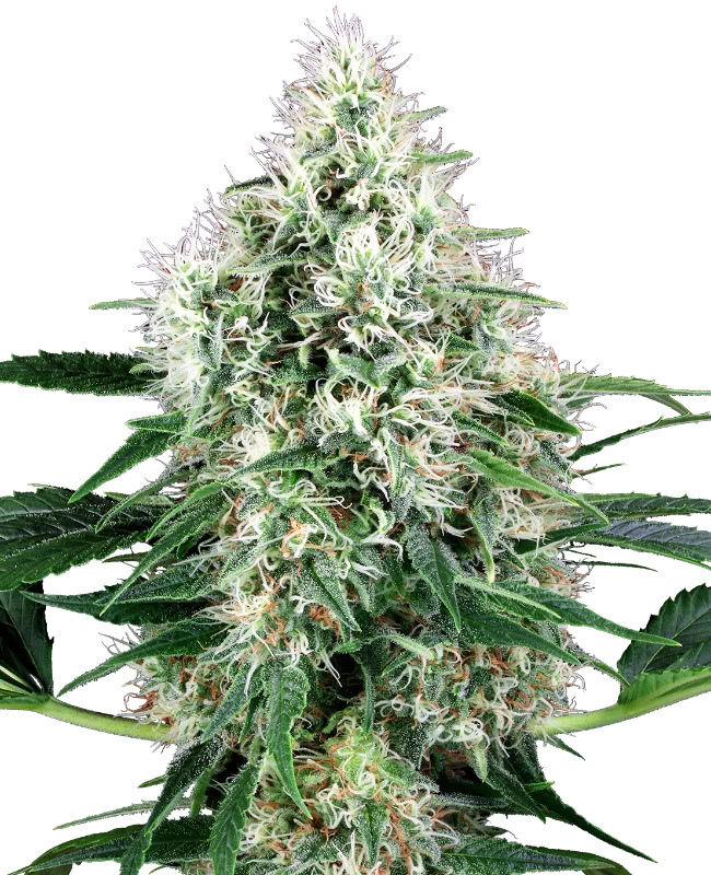 Pure Power Plant Automatic (White Label) 5 seeds