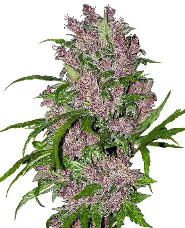 Purple Bud Automatic (White Label Seeds)