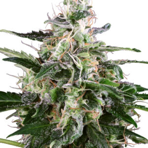 White Label Seeds White Skunk Automatic, auto flowering feminized seeds in a 3-seed pack.