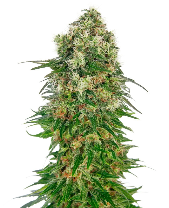 Shiva Skunk Automatic (Sensi Seeds)