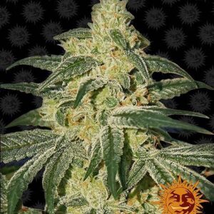 Afghan Hash Plant Regular 10 seeds (Barney's Farm)