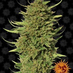 Critical Kush Regular 10 seeds (Barney's Farm)