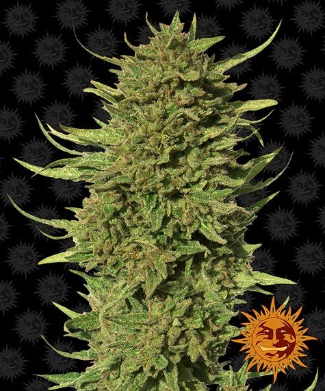 Critical Kush Regular 10 seeds (Barney's Farm)