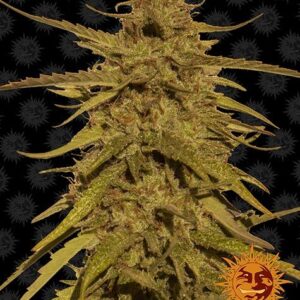 Pineapple Haze Regular 10 seeds (Barney's Farm)