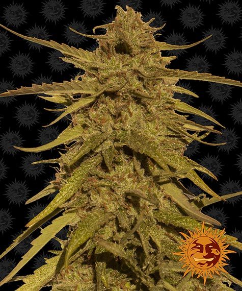Pineapple Haze Regular 10 seeds (Barney's Farm)