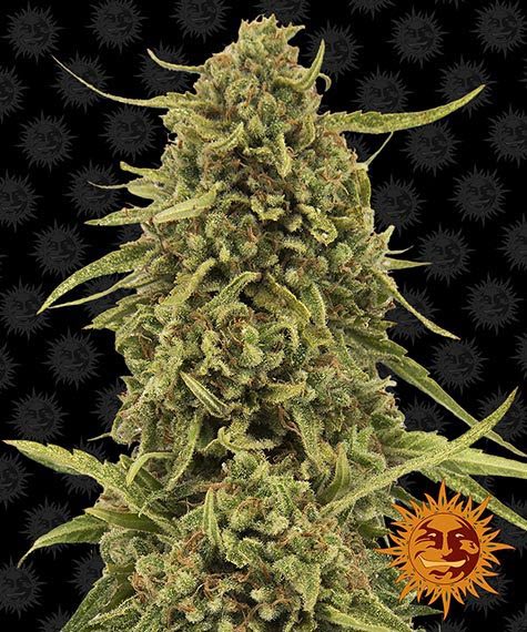 Widow Remedy Regular 10 seeds (Barney's Farm)