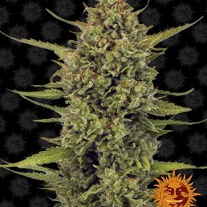 Acapulco Gold Feminized (Barney's Farm)