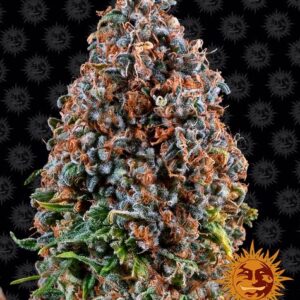 Critical Kush Feminized (Barney's Farm)