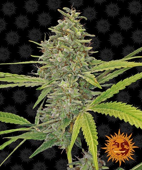 G13 Haze Feminized 3 seeds (Barney's Farm)
