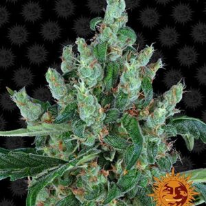 Laughing Buddha Feminized (Barney's Farm)