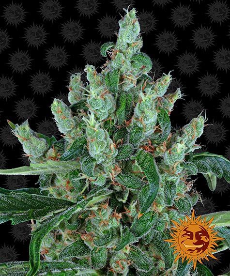 Laughing Buddha Feminized (Barney's Farm)