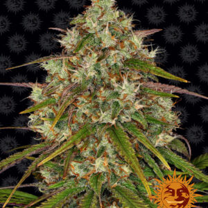 Liberty Haze Feminized (Barney's Farm)