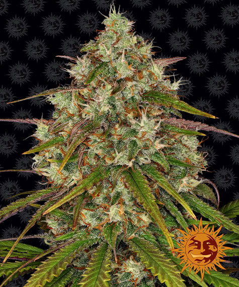 Liberty Haze Feminized (Barney's Farm)