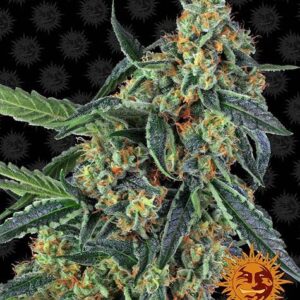 Cookies Kush Feminized (Barney's Farm)