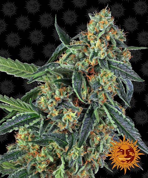 Cookies Kush Feminized (Barney's Farm)