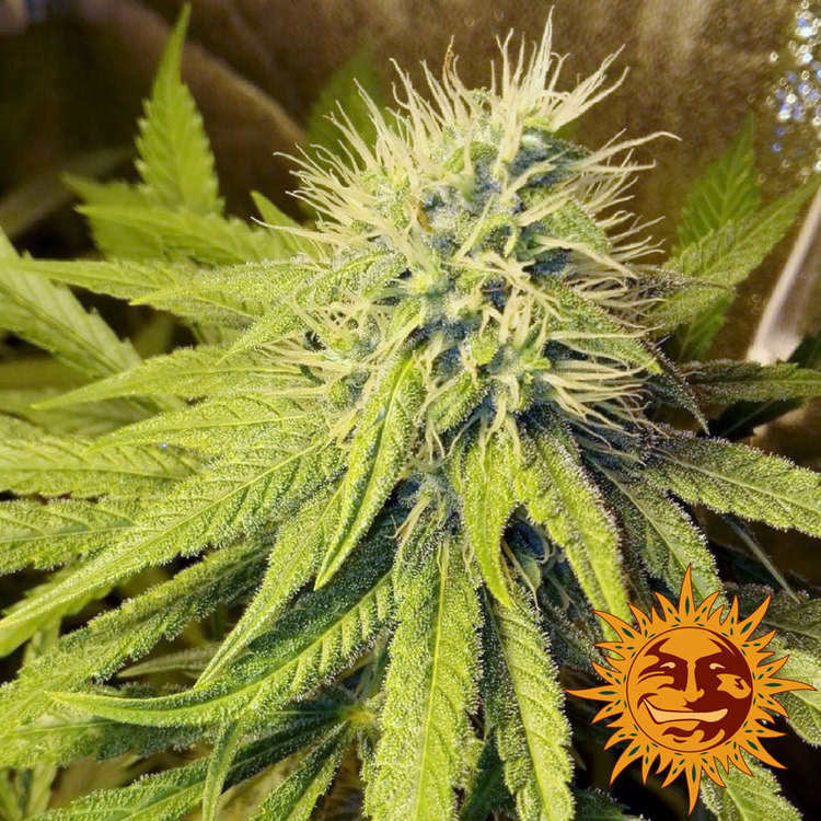 Pineapple Chunk Feminized (Barney's Farm)