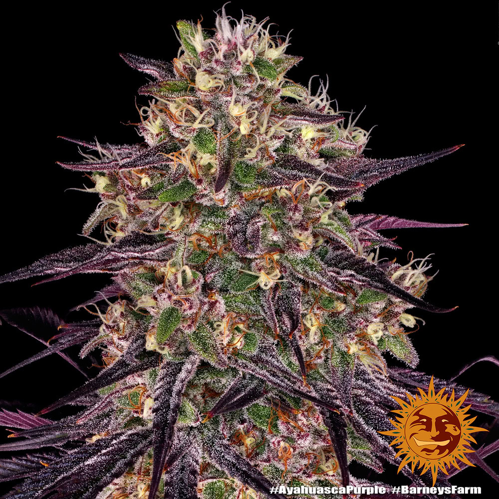 Ayahuasca Purple Feminized (Barney's Farm)
