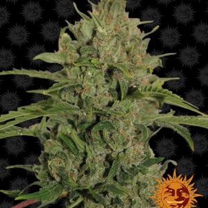 Triple Cheese feminized by Barney's Farm weed seeds.