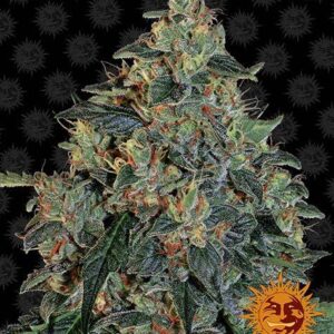 Blueberry OG Feminized (Barney's Farm)