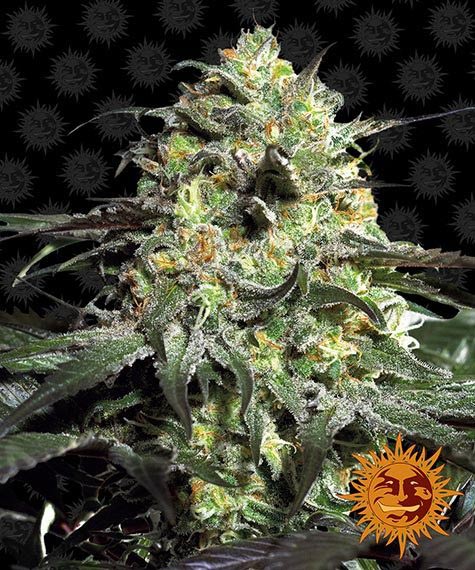 Peyote Cookies Feminized (Barney's Farm)