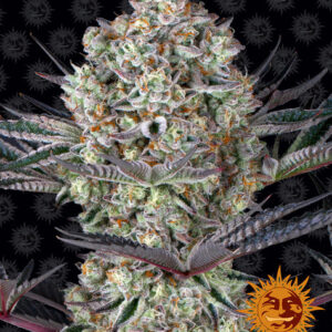 Dos Si Dos 33 Feminized (Barney's Farm)